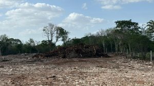La Reserva Cuxtal es uno de los principales pulmones verdes de Mérida; autoridades y ciudadanos trabajan para proteger este ecosistema vital frente a actividades que ponen en riesgo su equilibrio ambiental.