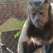Mono escapo del zoológico Mérida activaron protocolo preventivo
