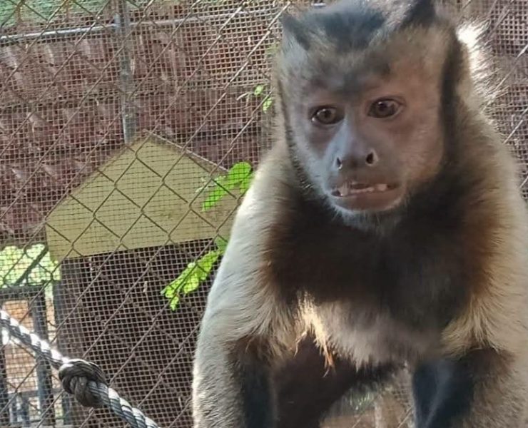 Mono escapo del zoológico Mérida activaron protocolo preventivo