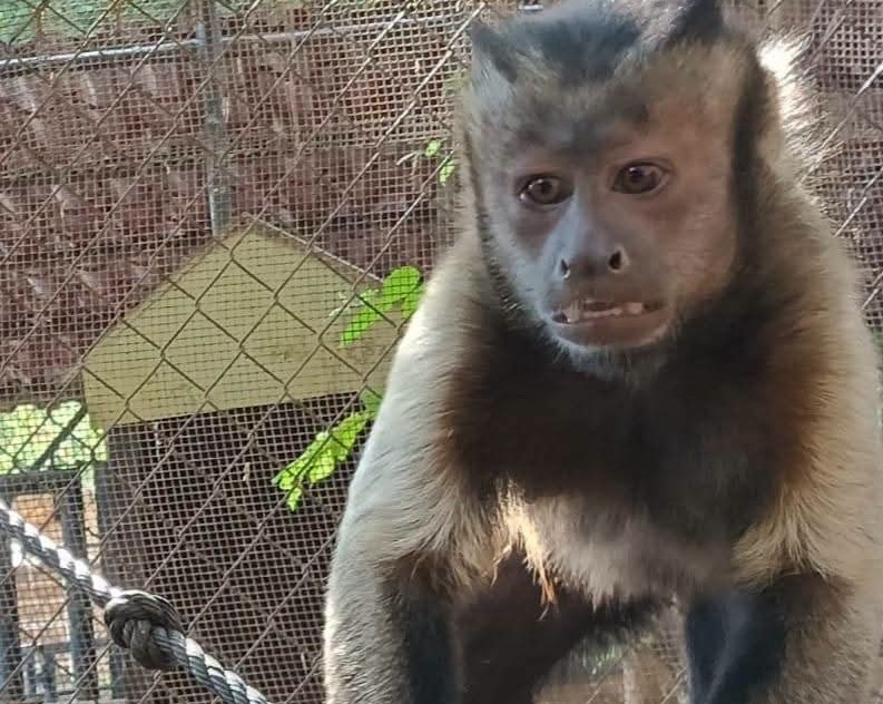 Mono escapo del zoológico Mérida activaron protocolo preventivo
