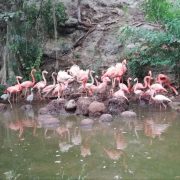 Nacen flamencos en Animaya y fortalecen conservación de la vida silvestre