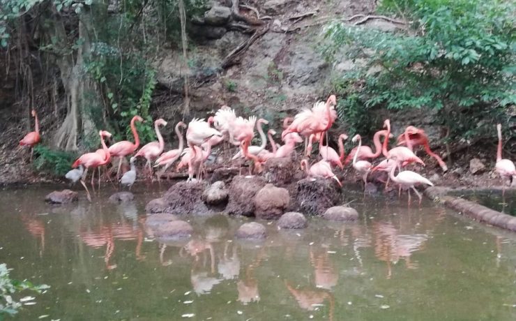 Nacen flamencos en Animaya y fortalecen conservación de la vida silvestre