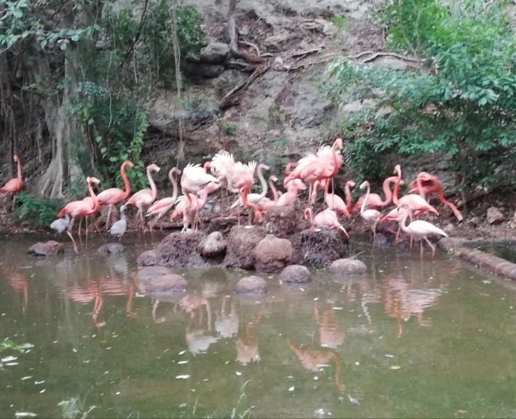 Nacen flamencos en Animaya y fortalecen conservación de la vida silvestre
