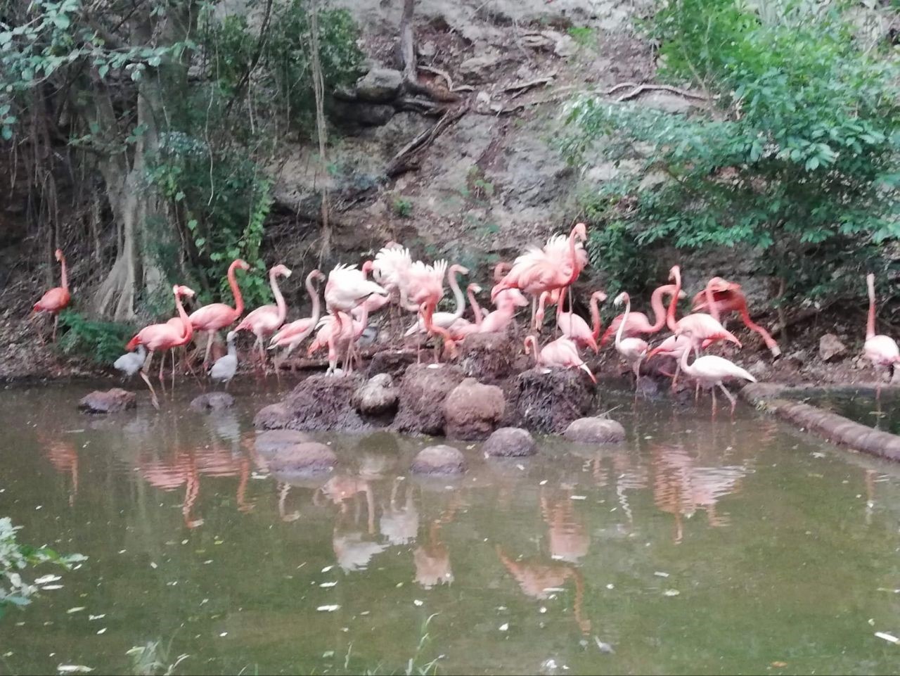 Nacen flamencos en Animaya y fortalecen conservación de la vida silvestre
