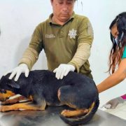 Perrito con lesiones es rescatado en Kanasín tras presunto maltrato animal