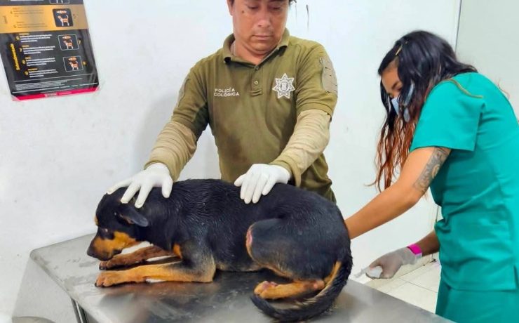 Perrito con lesiones es rescatado en Kanasín tras presunto maltrato animal