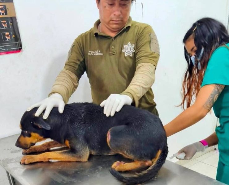 Perrito con lesiones es rescatado en Kanasín tras presunto maltrato animal