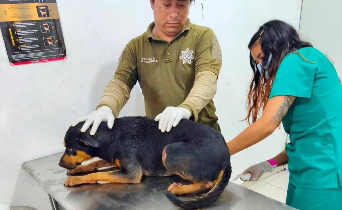 Perrito con lesiones es rescatado en Kanasín tras presunto maltrato animal
