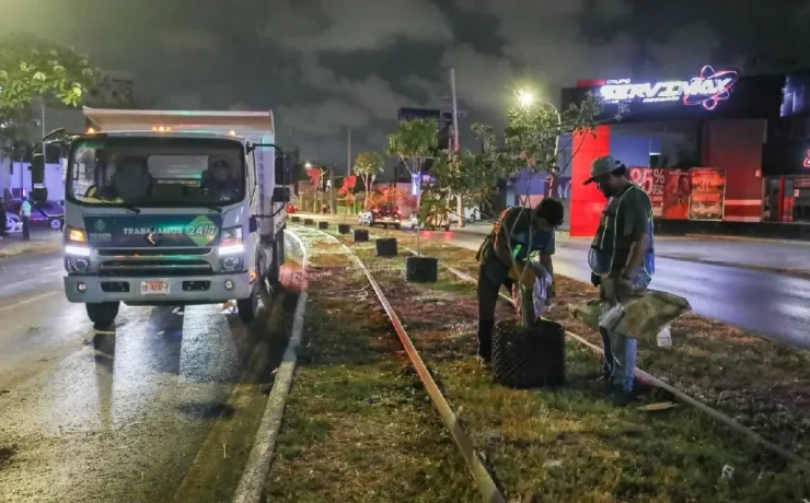 Reubicarán árboles colocados en Circuito Colonias para impulsar áreas verdes