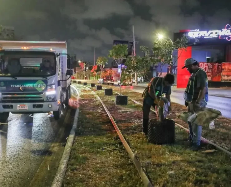 Reubicarán árboles colocados en Circuito Colonias para impulsar áreas verdes