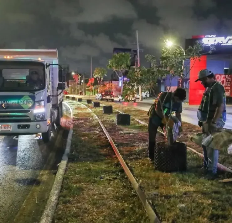 Reubicarán árboles colocados en Circuito Colonias para impulsar áreas verdes