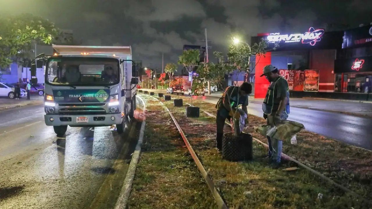 Reubicarán árboles colocados en Circuito Colonias para impulsar áreas verdes