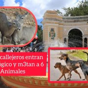 Tragedia en el Centenario: jauría m3ta a seis animales