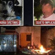 Fiscalía investiga caso de Kirai tras presunto abuso animal en Mérida