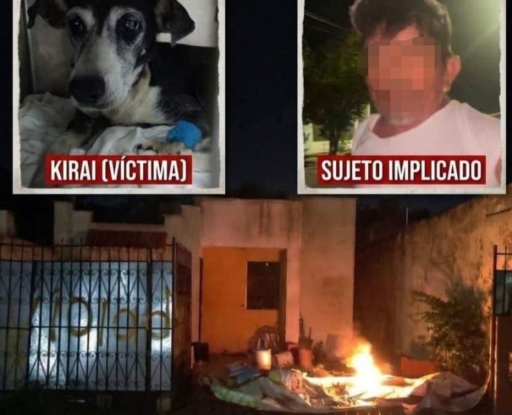 Fiscalía investiga caso de Kirai tras presunto abuso animal en Mérida