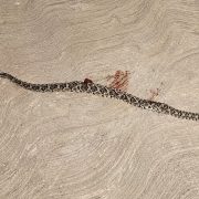 Mordida impactante: Hospitalizan a mujer tras ataque de serpiente de cascabel en Mérida ?