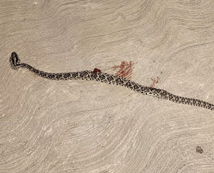 Mordida impactante: Hospitalizan a mujer tras ataque de serpiente de cascabel en Mérida ?