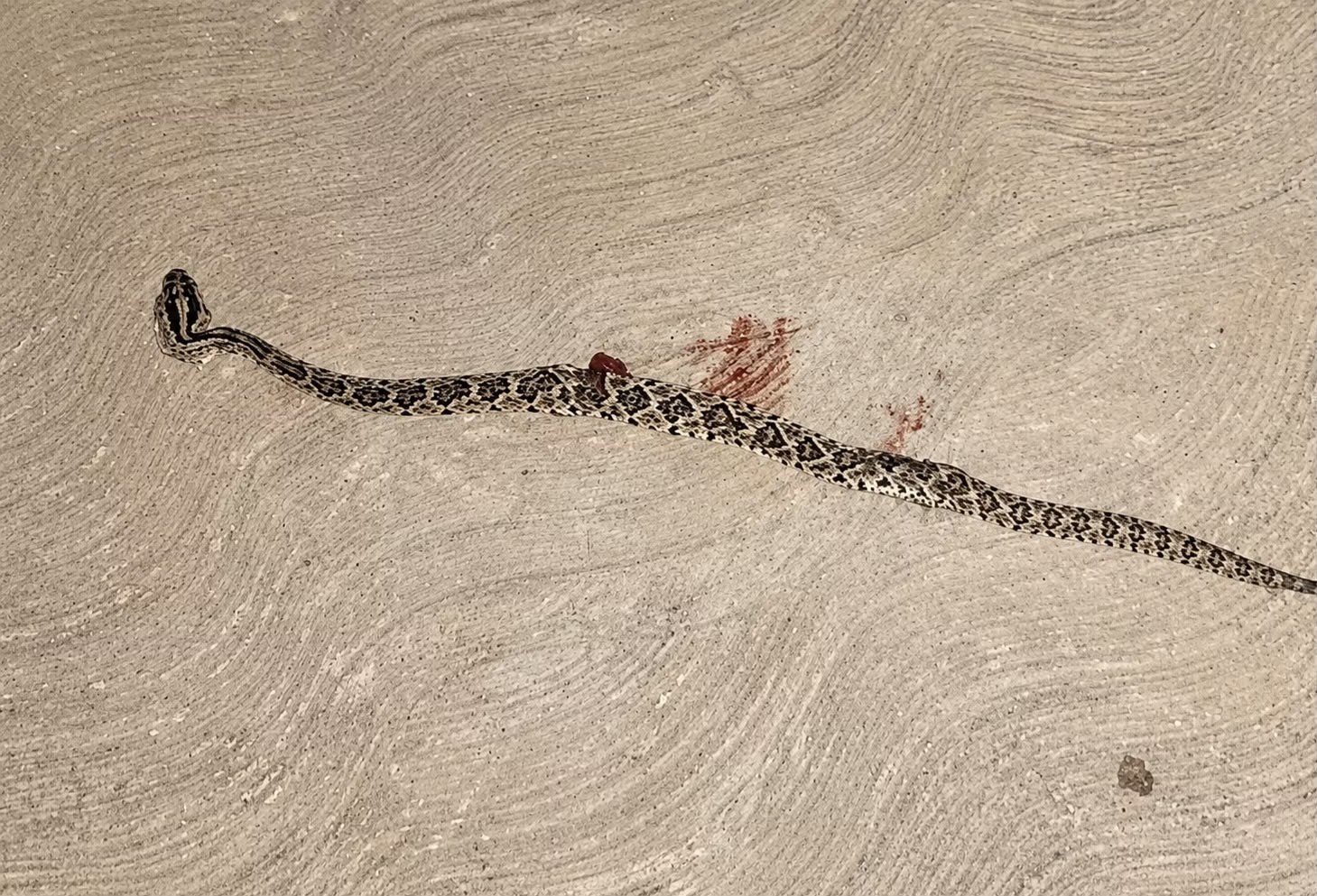Mordida impactante: Hospitalizan a mujer tras ataque de serpiente de cascabel en Mérida ?