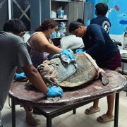 ¡Nadie puede creerlo! Perros atacaron a una tortuga marina 