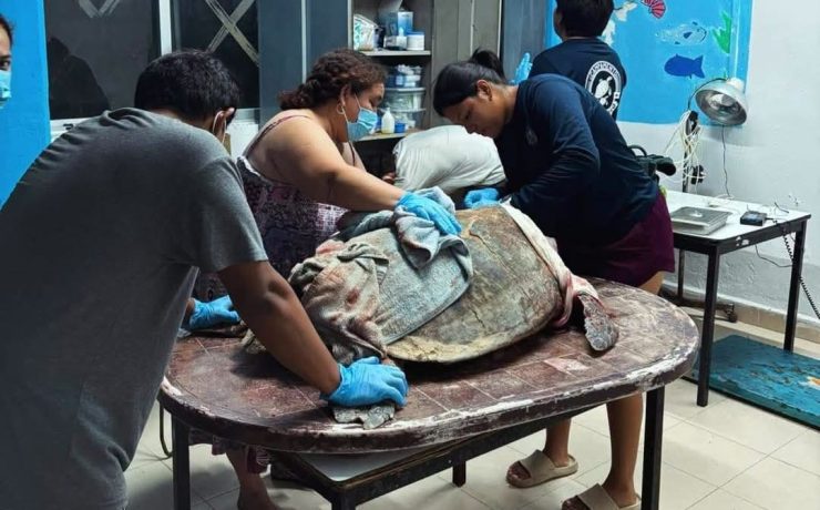 ¡Nadie puede creerlo! Perros atacaron a una tortuga marina 