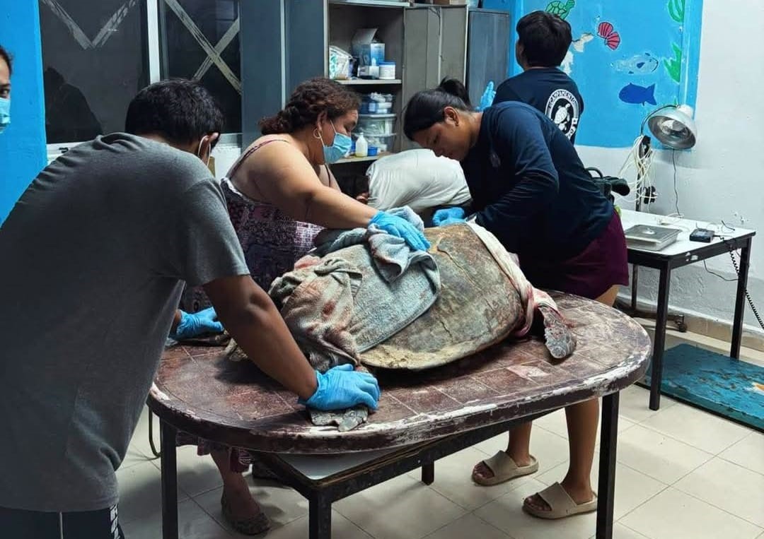 ¡Nadie puede creerlo! Perros atacaron a una tortuga marina