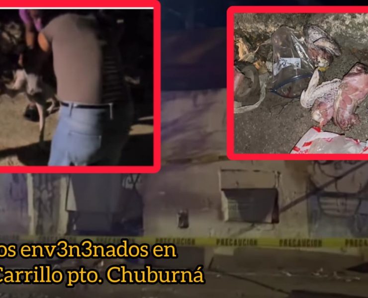 Presunto env3n3namiento masivo de perros en Chuburná causa indignación y alarma vecinal