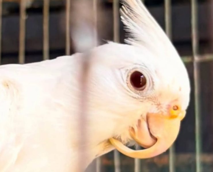 ¡Alerta! Nuevo llamado para NO normalizar la tenencia de loros silvestres