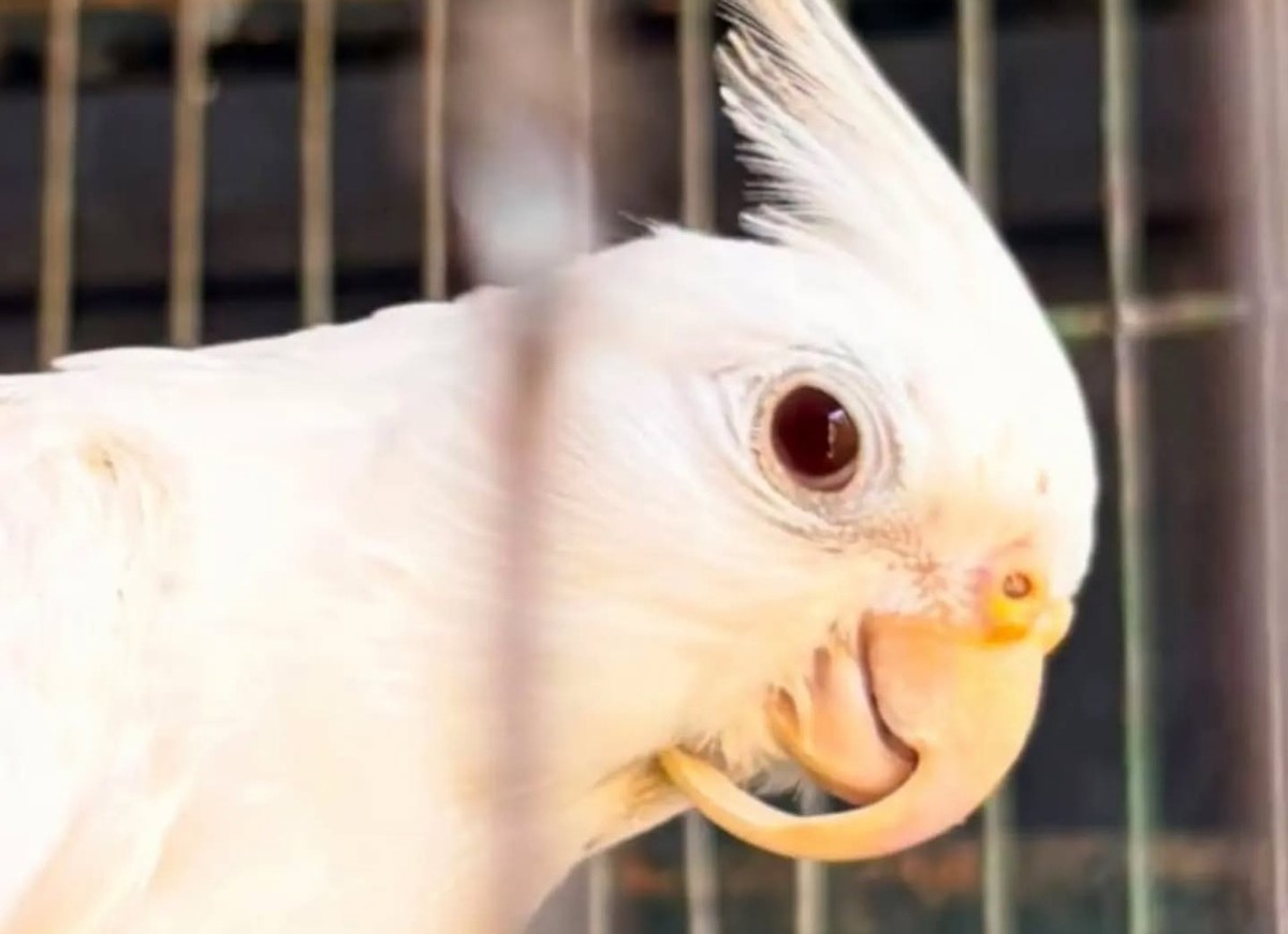 ¡Alerta! Nuevo llamado para NO normalizar la tenencia de loros silvestres