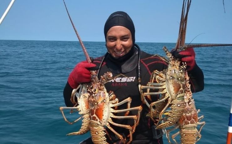 ¡Atención! Inicia temporada de captura de langosta en Yucatán