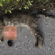 Ocelote fue atropellado en carretera Conkal–Chicxulub Puerto