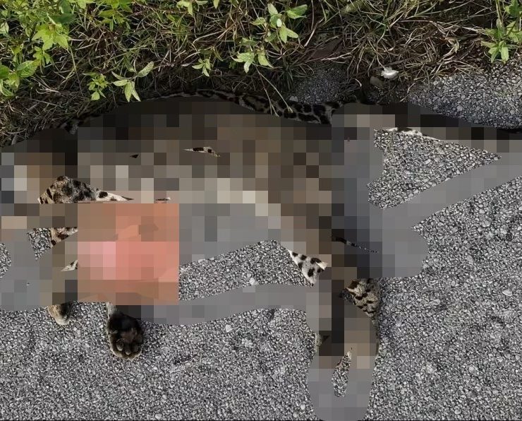 Ocelote fue atropellado en carretera Conkal–Chicxulub Puerto