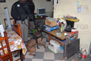 Binomio canino participa en las labores de inspección y búsqueda durante el operativo coordinado realizado en Puerto Progreso.