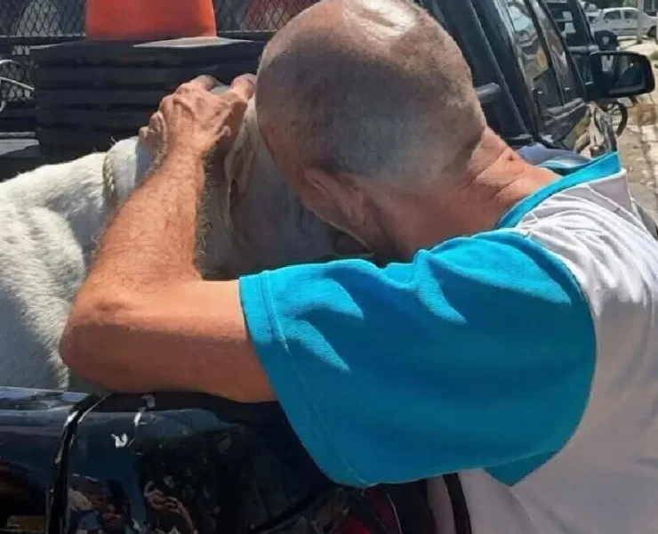 Resguardaron a dos perros pitbulls tras ataque en Mérida