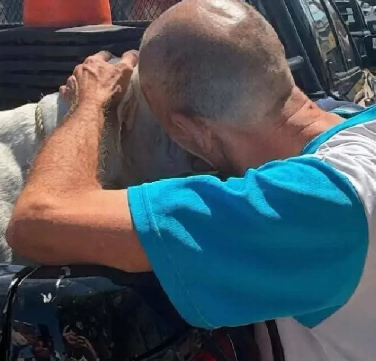 Resguardaron a dos perros pitbulls tras ataque en Mérida