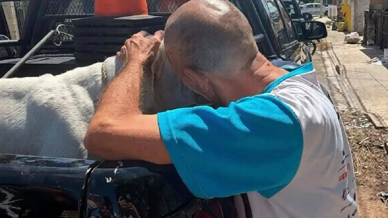Resguardaron a dos perros pitbulls tras ataque en Mérida