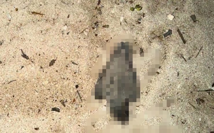 ¡Indignación total! Vehículos en la playa ponen en riesgo la vida de las tortugas marinas