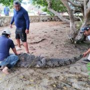Cocodrilo en Río Lagartos es reubicado tras merodear balneario familiar