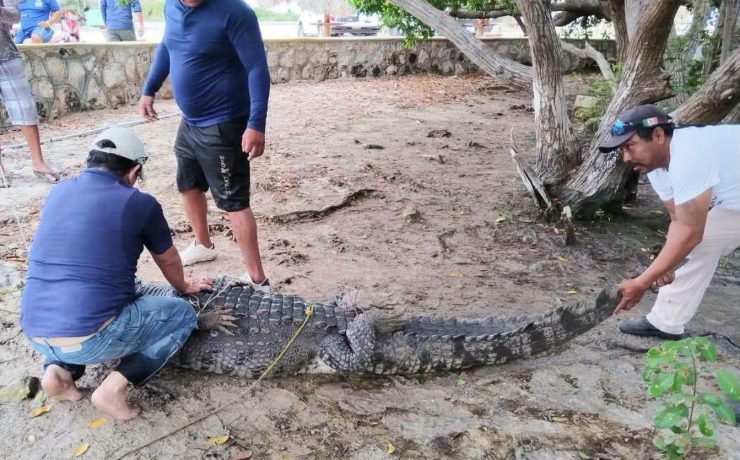 Cocodrilo en Río Lagartos es reubicado tras merodear balneario familiar