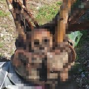 ¿Qué está pasando en el cementerio de Komchén? Hallan huesos fuera de tumbas y presuntos objetos de ritu3les