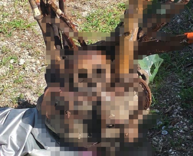 ¿Qué está pasando en el cementerio de Komchén? Hallan huesos fuera de tumbas y presuntos objetos de ritu3les