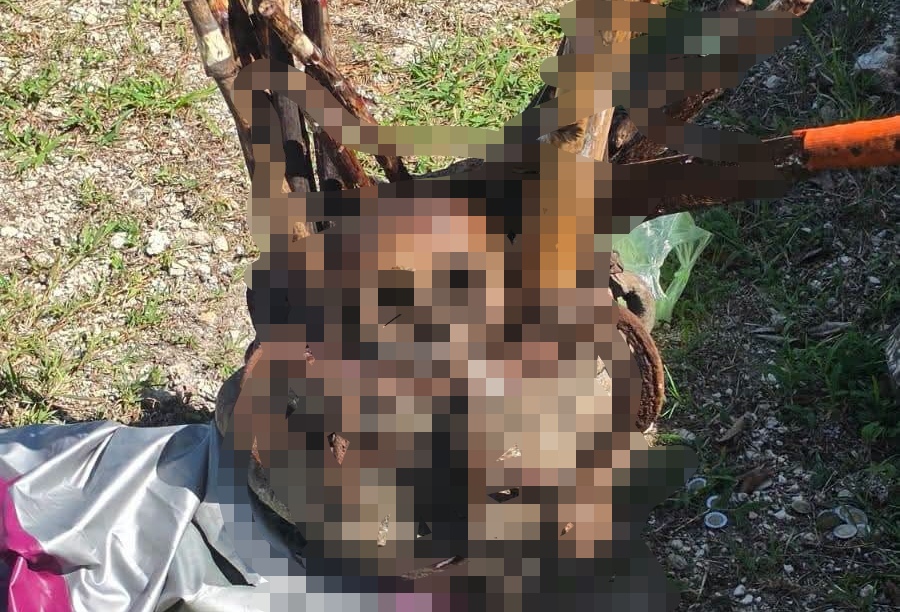 ¿Qué está pasando en el cementerio de Komchén? Hallan huesos fuera de tumbas y presuntos objetos de ritu3les