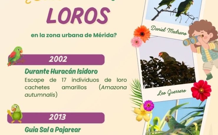 Loros de la Plaza Grande vuelven a sufrir el estruendo de la pirotecnia