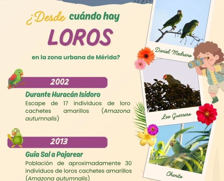 Loros de la Plaza Grande vuelven a sufrir el estruendo de la pirotecnia