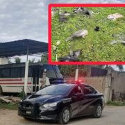 Perros acabaron con 8 pavos y un gallo durante la madrugada