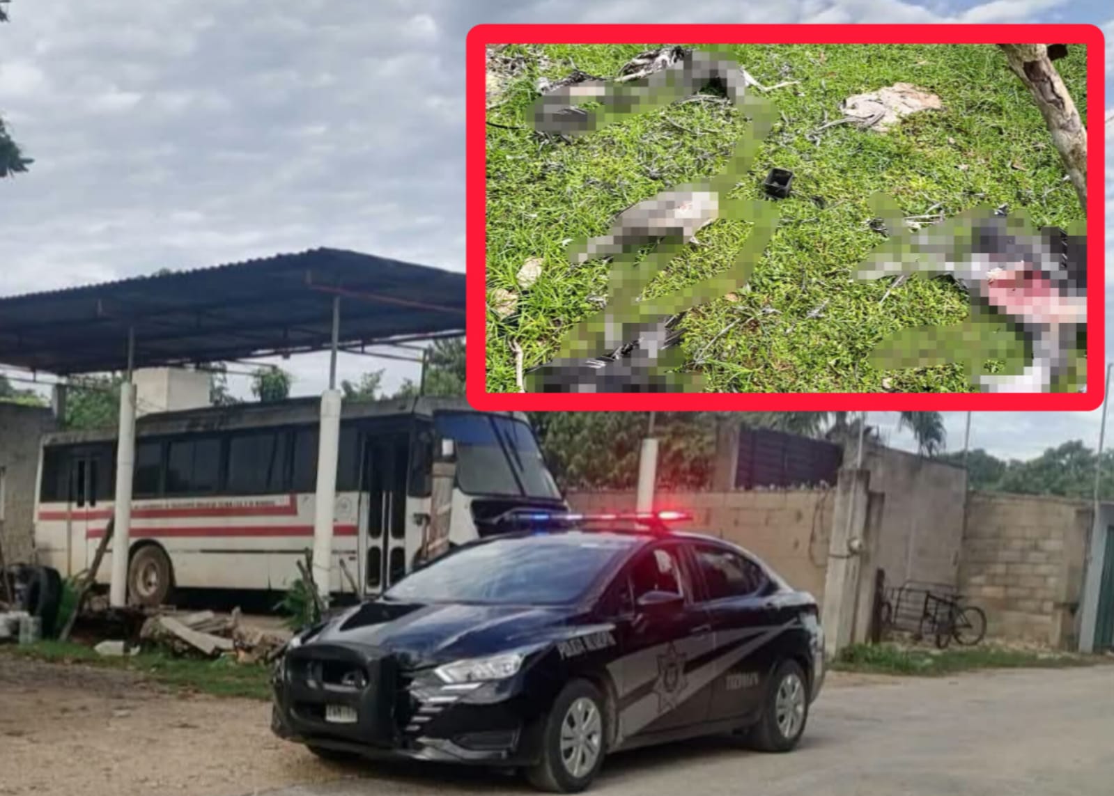 Perros acabaron con 8 pavos y un gallo durante la madrugada