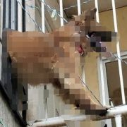 ¡De la angustia al alivio! Perrita queda atrapada en una ventana y bomberos de Kanasín llegan al rescate