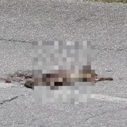 ¡Triste hallazgo! Encuentran zorro gris atropellado rumbo a Plaza La Isla