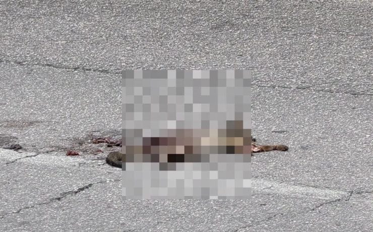 ¡Triste hallazgo! Encuentran zorro gris atropellado rumbo a Plaza La Isla