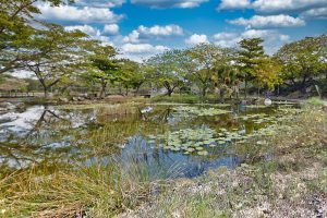 El Parque Ecológico del Poniente es uno de los espacios donde se detectó la presencia de la llamada “ameba comecerebros” en uno de sus lagos, por lo que las autoridades sanitarias restringieron el contacto con el agua como medida preventiva.