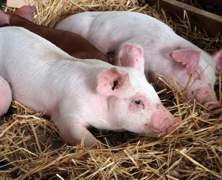 Yucatán refuerza la protección del acuífero con cuatro acciones clave